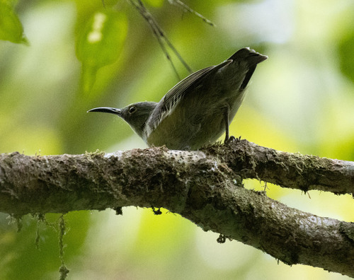 Spectacled Longbill (Oedistoma iliolophus), photo 3