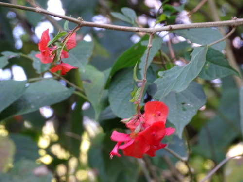 Holmskioldia sanguinea