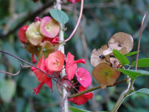 Holmskioldia sanguinea