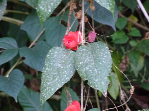 Holmskioldia sanguinea