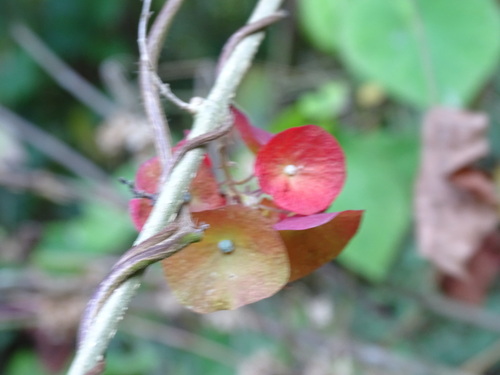 Holmskioldia sanguinea