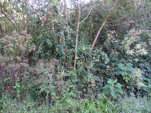Holmskioldia sanguinea