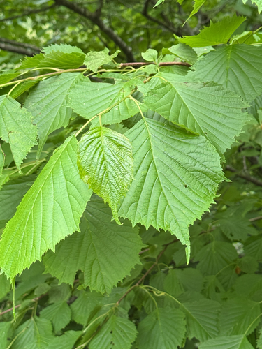 Euptelea polyandra observed 2026-07-15