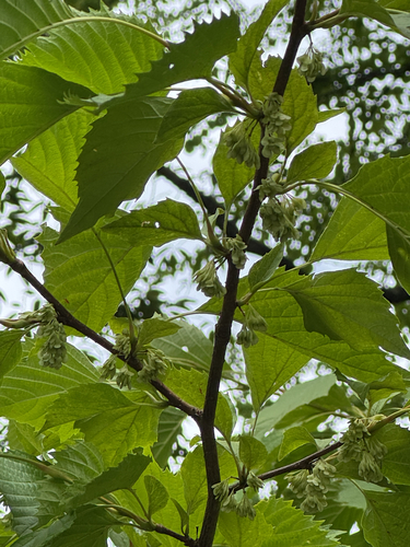 Euptelea polyandra observed 2026-07-15