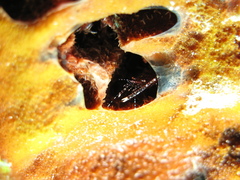 Periclimenes harringtoni