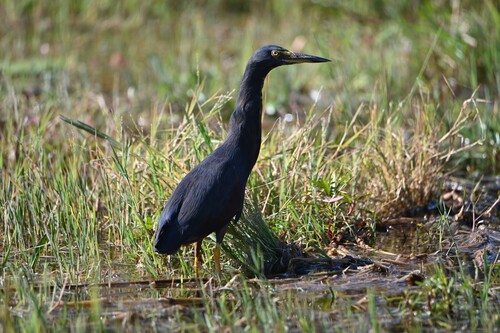 iNaturalist image