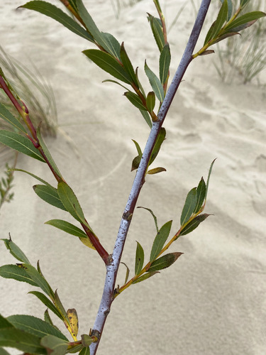 Salix acutifolia, photograph 5