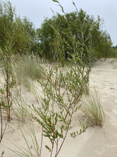 Salix acutifolia, photograph 4