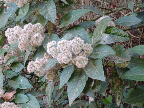 Critonia morifolia, photograph 6