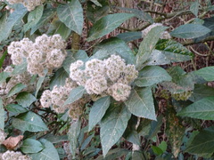 Critonia morifolia, photograph (c) Alexis López Hernández, some rights reserved (CC BY)