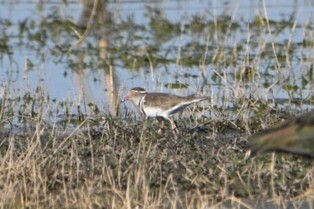 iNaturalist image