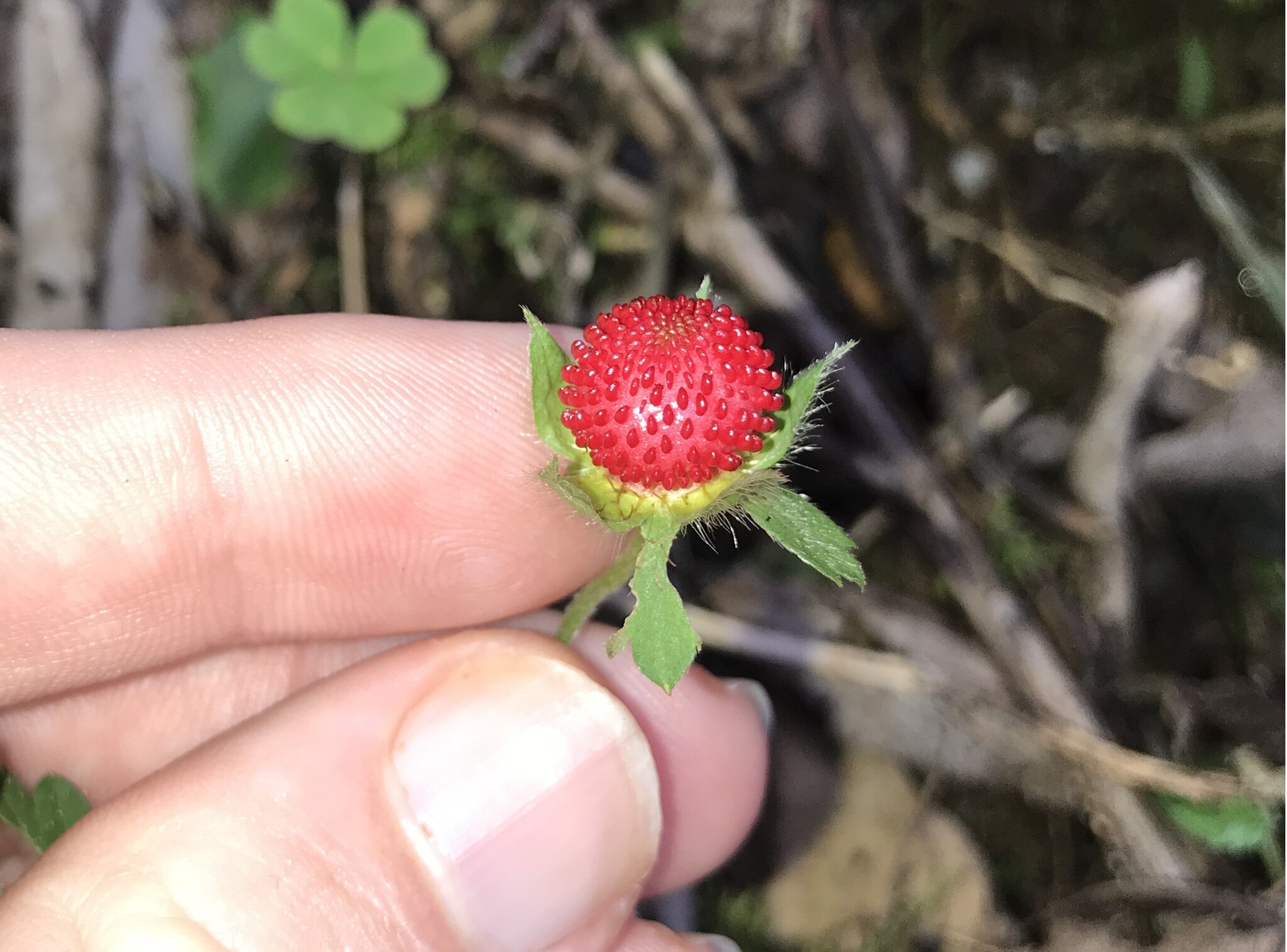 Potentilla indica — ảnh 2