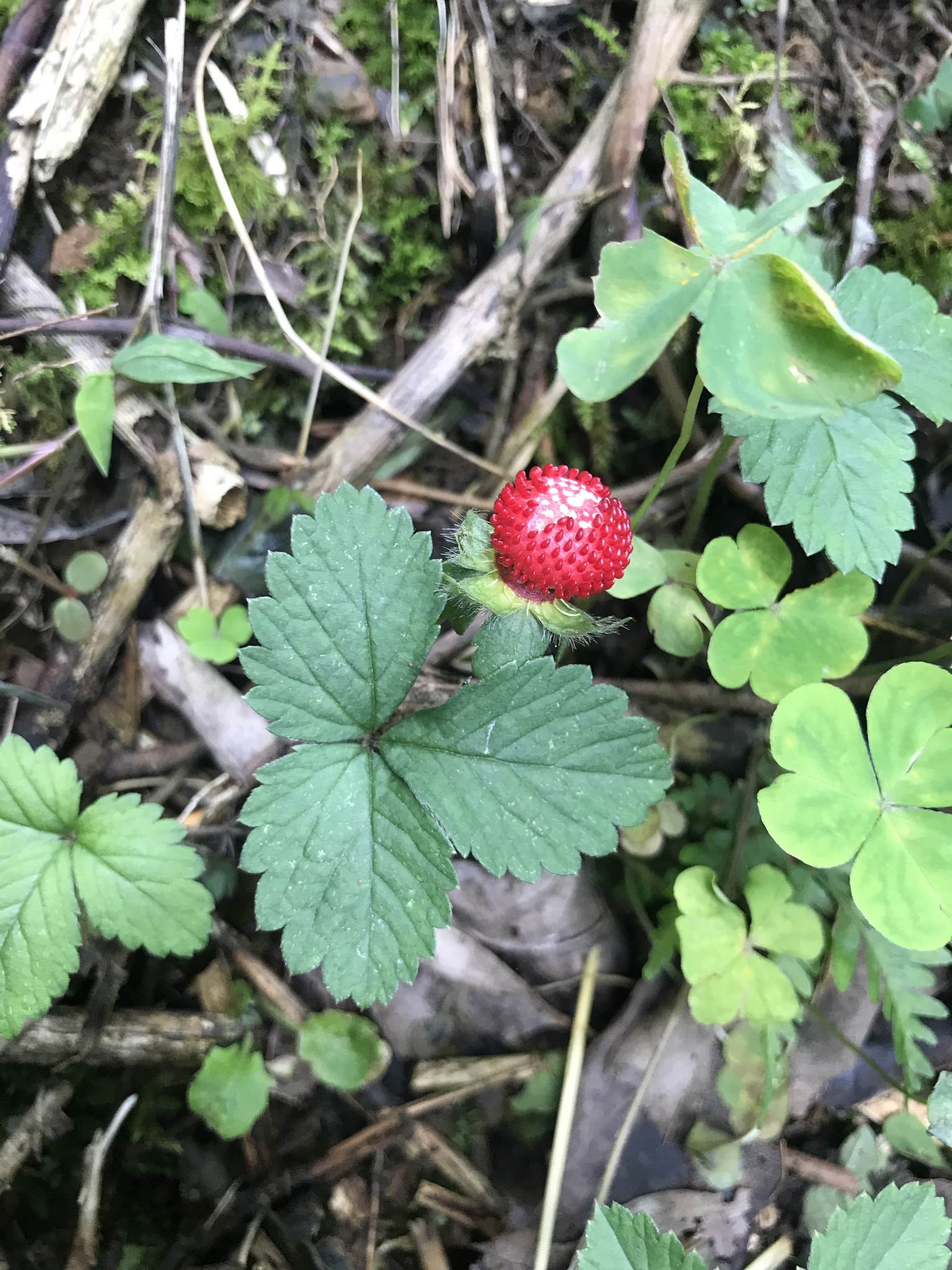 Potentilla indica (Potentilla indica)