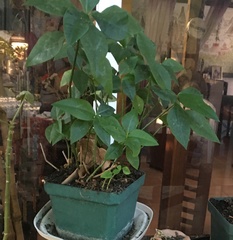 Euphorbia lancifolia