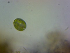 Chlamydomonas