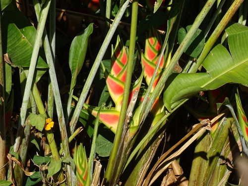 Heliconia wagneriana, photograph 5