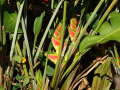 Heliconia wagneriana, photograph (c) Alexis López Hernández, some rights reserved (CC BY)