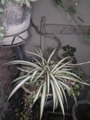 Chlorophytum comosum