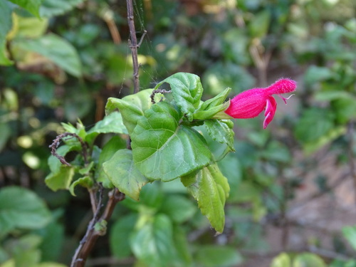 Salvia miniata, photograph 4