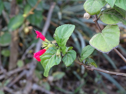 Salvia miniata, photograph 6