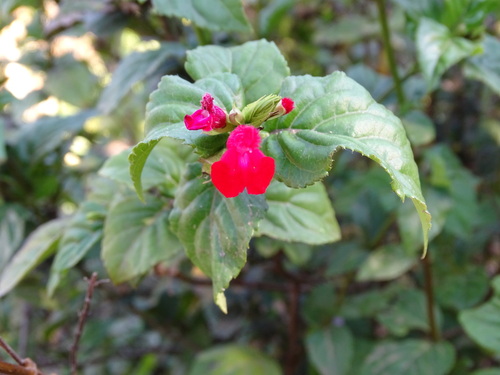 Salvia miniata, photograph 5