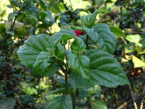 Salvia miniata, photograph 3