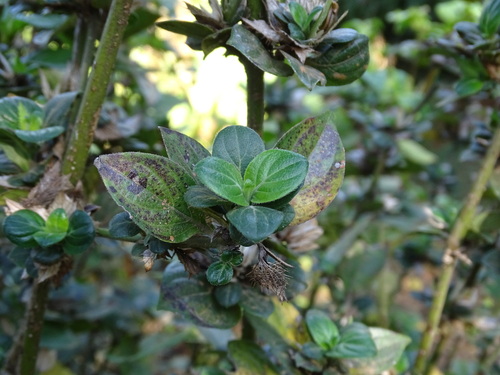 Salvia miniata, photograph 2