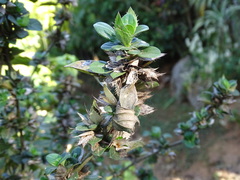(c) Alexis López Hernández, some rights reserved (CC BY) Salvia miniata, photograph (c) Alexis López Hernández, some rights reserved (CC BY)