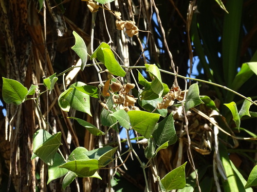 Rhynchosia precatoria, photograph 1