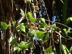 Rhynchosia precatoria, photograph (c) Alexis López Hernández, some rights reserved (CC BY)