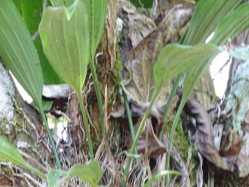 Stanhopea saccata, photograph 4