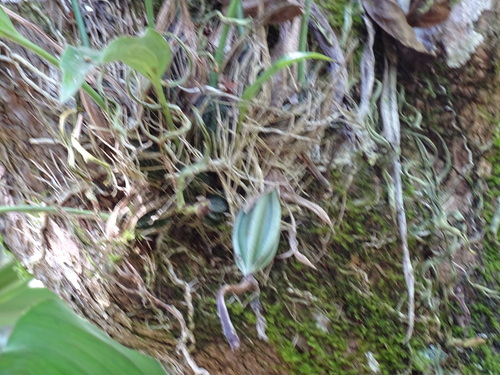 Stanhopea saccata, photograph 5