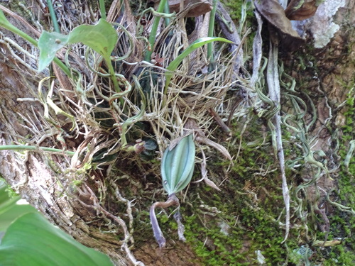 Stanhopea saccata, photograph 3