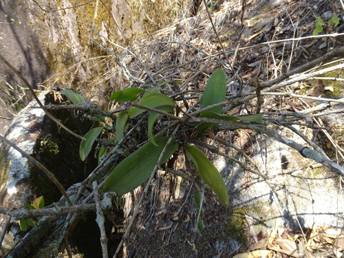 Notylia barkeri, photograph 3