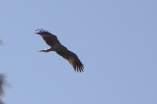 Whistling Kite