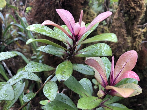 Myrsine lessertiana