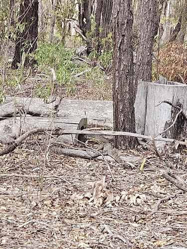 Lace Monitor
