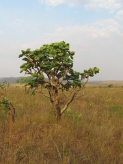 Palicourea rigida