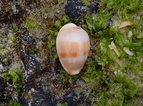 Cypraea walkeri observed 2026-07-15