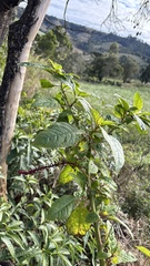 (c) Nicollas Michels, some rights reserved (CC BY-SA) Phytolacca thyrsiflora, photograph (c) Nicollas Michels, some rights reserved (CC BY-SA)