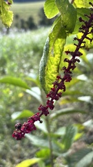 (c) Nicollas Michels, some rights reserved (CC BY-SA) Phytolacca thyrsiflora, photograph (c) Nicollas Michels, some rights reserved (CC BY-SA)