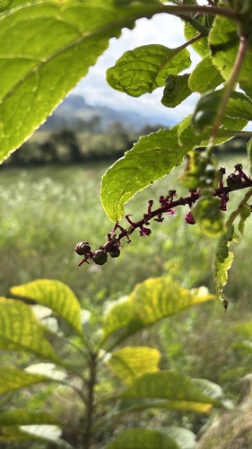 Phytolacca thyrsiflora, photograph 5