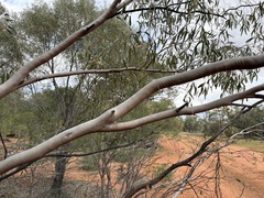 Eucalyptus ochrophloia, photograph (c) Thomas Mesaglio, some rights reserved (CC BY)