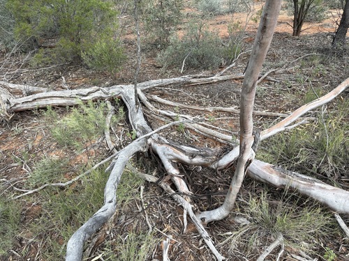 Eucalyptus ochrophloia