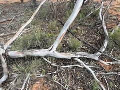 Eucalyptus ochrophloia, photograph (c) Thomas Mesaglio, some rights reserved (CC BY)
