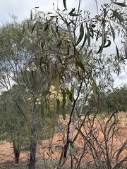 Eucalyptus ochrophloia, photograph (c) Thomas Mesaglio, some rights reserved (CC BY)