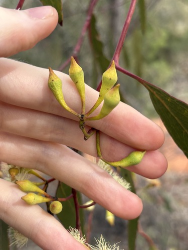 Eucalyptus ochrophloia, photograph 4