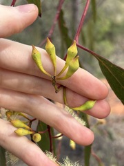 Eucalyptus ochrophloia, photograph (c) Thomas Mesaglio, some rights reserved (CC BY)