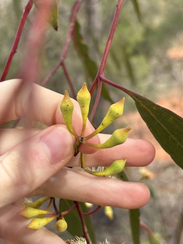 Eucalyptus ochrophloia, photograph 5