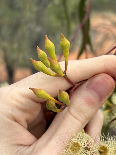 Eucalyptus ochrophloia, photograph 6